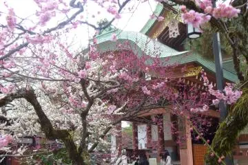 <p>There is more than a thousand and five hundred plum trees of fifty different species within the shrine precincts</p>