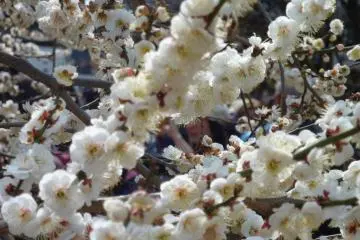 <p>The plum blossoms are usually in full bloom around late February or early March at Kitano Tenman-gu</p>