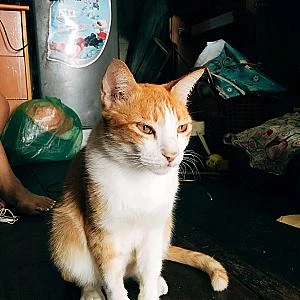 Lâm Tô