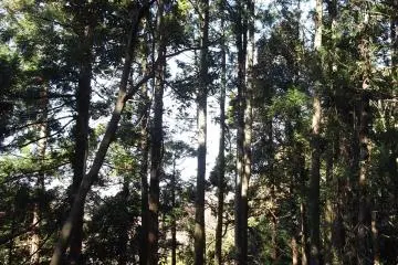 <p>Sunlight filters through the tall, straight trees you pass on the way up</p>