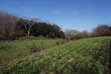 <p>And this regularly planted field</p>
