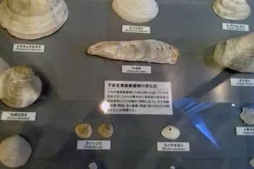 <p>Various shells that could be found near the museum millennia ago.&nbsp;</p>