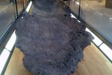 <p>Evidence of a primitive boat carved out of one piece of wood&nbsp;at the Kita City Asukayama Museum.</p>