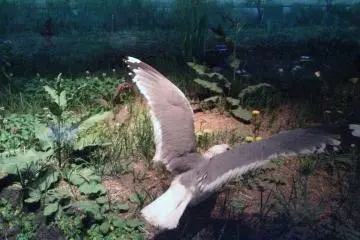 <p>A small area at the end&nbsp;has some animals and city backgrounds&nbsp;at the Kita City Asukayama Museum.</p>