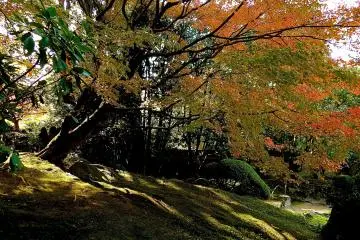 <p>Garden glowing with colorful leaves</p>