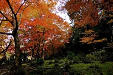 <p>Second tier of the garden</p>