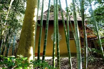 <p>Bamboo trees along the path</p>