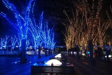 LED bulbs that cover&nbsp;almost every&nbsp;tree