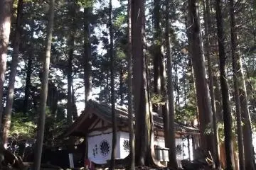 나무들 사이에 몇몇의 격리된 건물들이 있다.