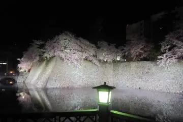 <p>แสงไฟสีเขียวจากตะเกียงช่วยเพิ่มสีสันให้กับต้นซากุระ</p>
