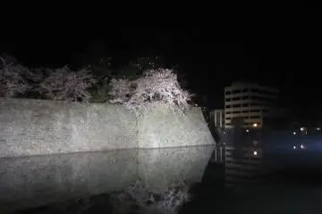 <p>สายน้ำในคูเมืองสะท้อนความงามของต้นซากุระ</p>