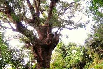 <p>ต้นอะกะกิยักษ์</p>