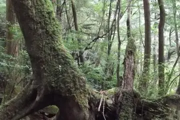 <p>Many of the trees are overgrown with moss and ferns</p>