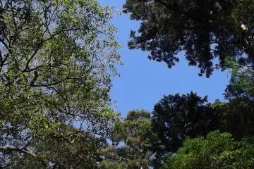 <p>Sometimes you can see the sky through a gap in the trees</p>