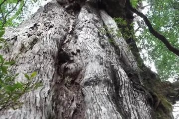 <p>The Kigensugi, a whopping 3000 years old</p>