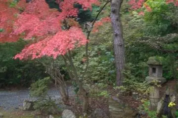Japanese Garden
