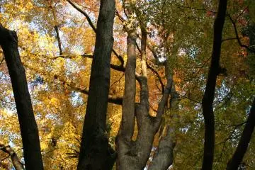 <p>The light shines through the golden leaves</p>