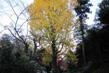ต้นกิงโกะสีเหลืองบนครึ่งทางขึ้นสู่ภูเขาอะสุวะ
