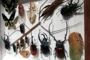 The beetles are perhaps the best item