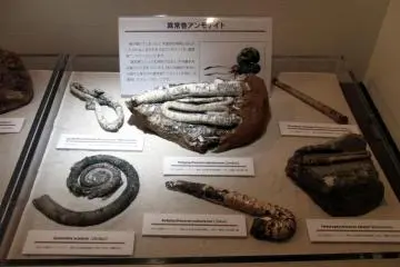 Some of the fossils