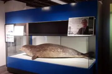 A seal taken to research pollution levels