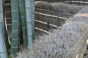대나무 숲을 산책하는 것