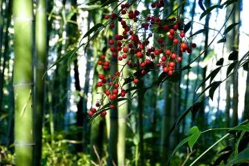 <p>Red seeds spotlighted in a bamboo grove</p>