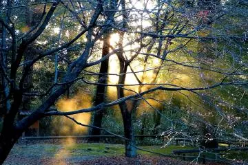 <p>Warm sunlight beginning to shine into the forest</p>