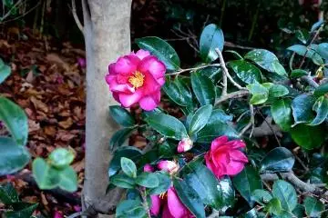 <p>Camellias along the path</p>
