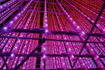 <p>ภายใต้แสงสีชมพู</p>