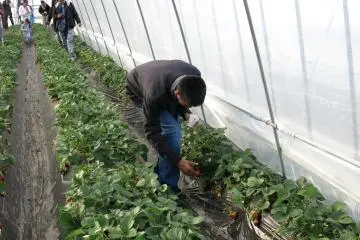 Some farms have strawberry farms planted at waist level. At&nbsp;Ichigo No Sato Farm the strawberries are at ground level so be careful when picking