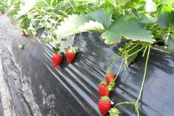 Ripe strawberries also known as&nbsp;Tochiotome