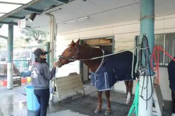 <p>Horse at Pony Center</p>