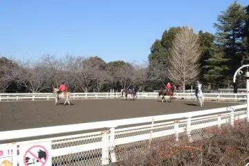 <p>Pony Center</p>