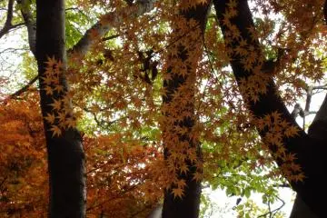 <p>Yellow maple tree</p>