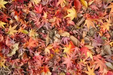 <p>Hiking trail covered&nbsp;with autumn foliage</p>