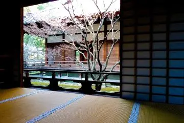 <p>Looking out at the garden from the dark room inside</p>