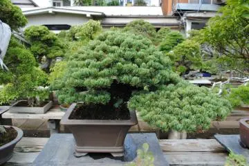 Exploring Omiya Bonsai Village