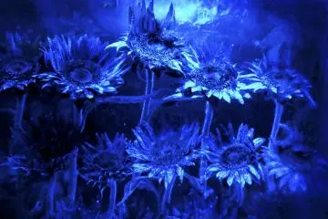 Des fleurs piégées à l'intérieur de la glace comme décor dans ce bar si particulier.