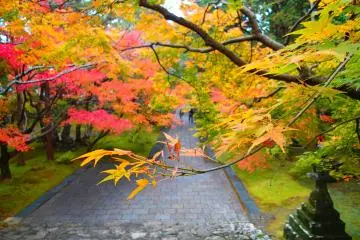 <p>Autumn colors</p>