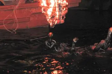 Cormorants are highlighted by torch fire