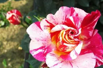 Oga farm's Delstavo rose--my favorite! (Photo: Deli)