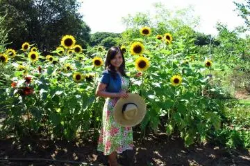 Vibrant sunflower bed (Photo: Deli)