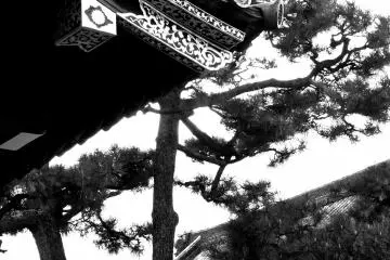 The beautiful shape of Japanese pine