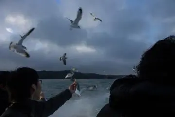 <p>The seagulls chase the boats by the dozens.&nbsp;</p>