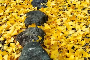 <p>Lots of yellow everywhere</p>