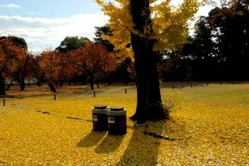 <p>Two lucky&nbsp;garbage cans</p>