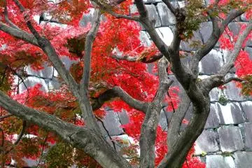 <p>A rare bright red at the castle</p>