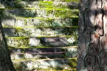 <p>A mossy set of steps</p>