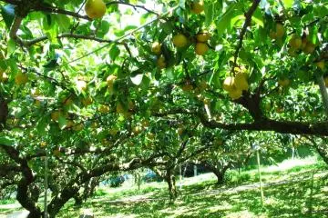 Such a peaceful orchard (Photo: Deli)